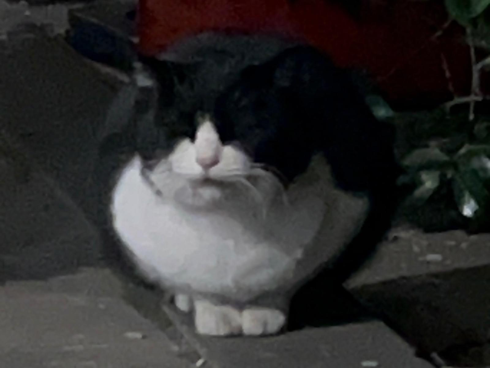 目撃された猫 目撃された猫