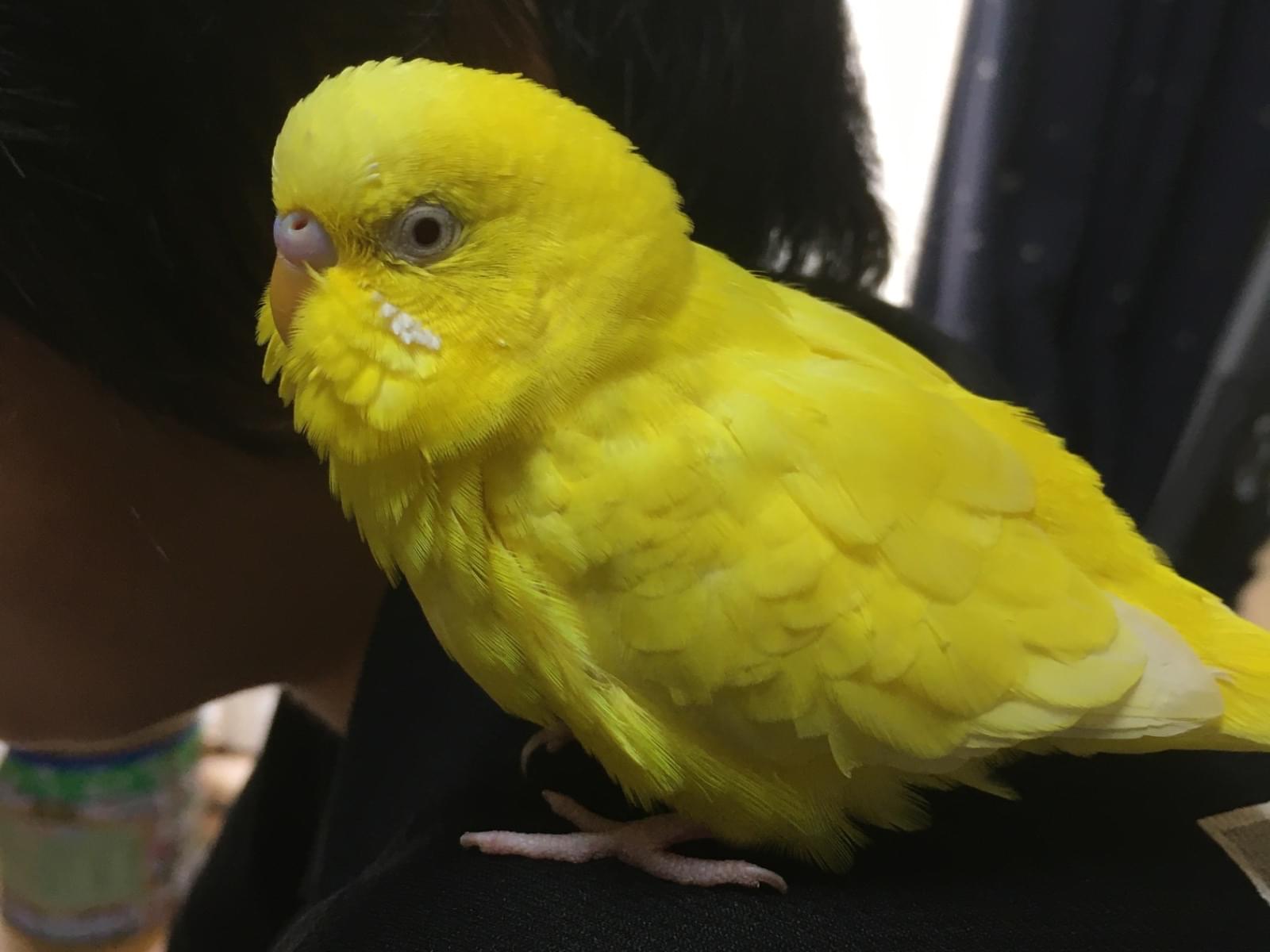 ピロロちゃん ピロロちゃん