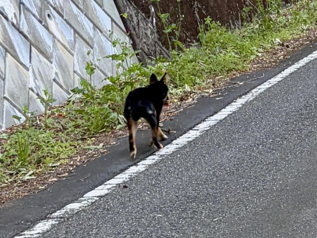目撃された犬