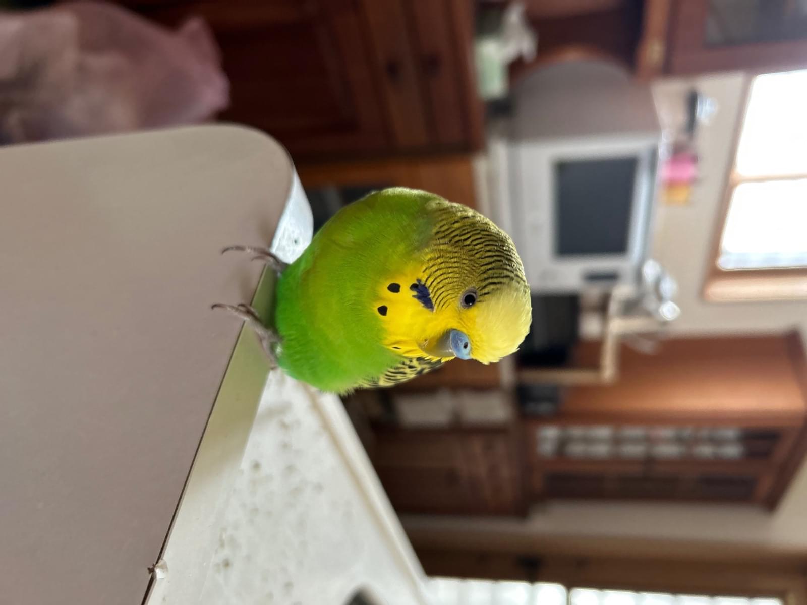 ぴーちゃん ぴーちゃん