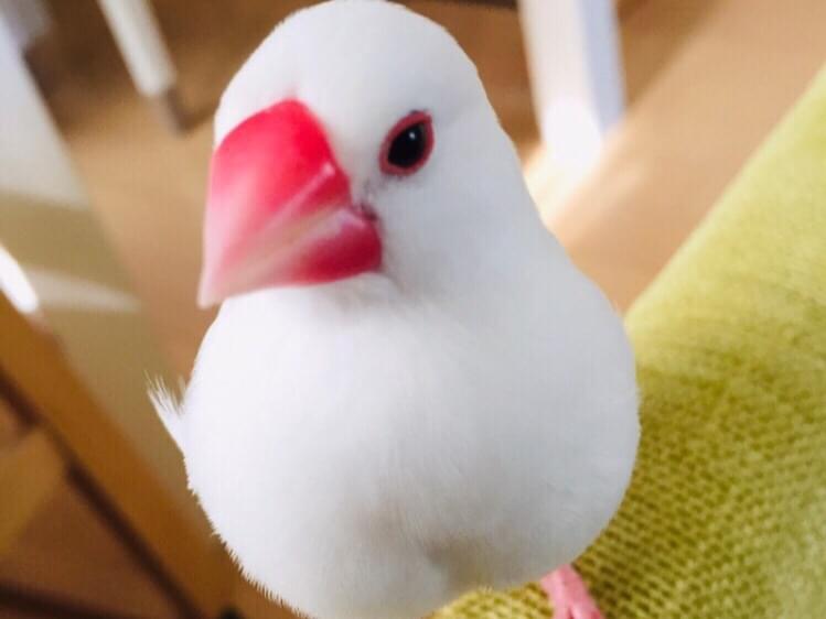 ぴーちゃん ぴーちゃん