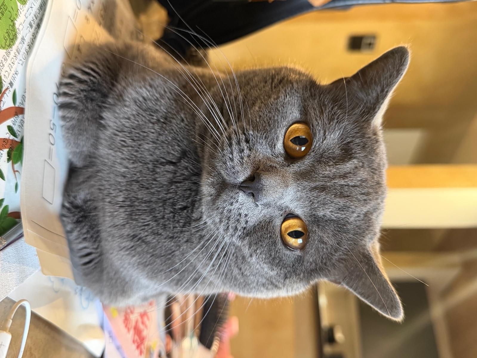 ポンドちゃん ポンドちゃん