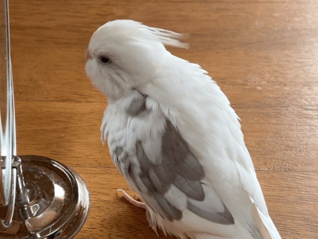 ライちゃん ライちゃん