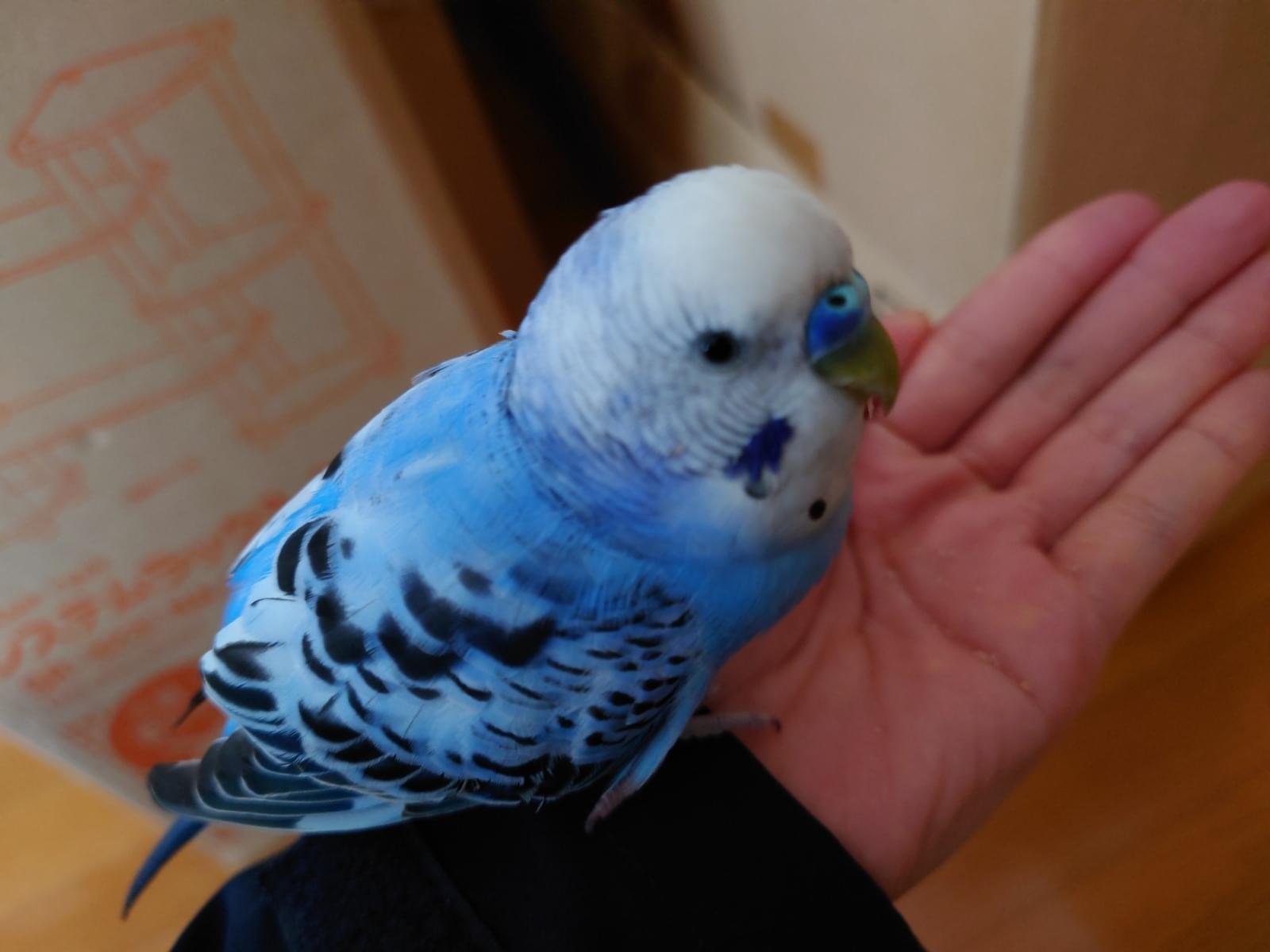保護された鳥 保護された鳥