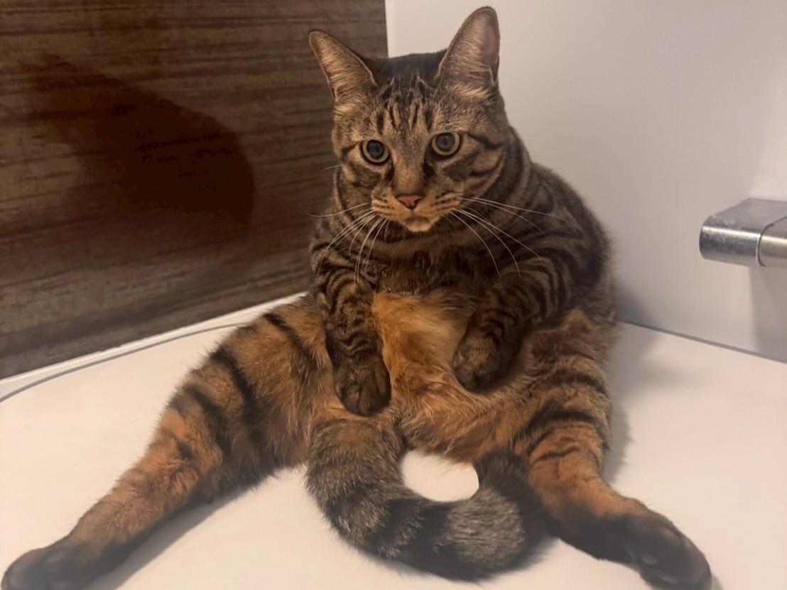 こだいちゃん