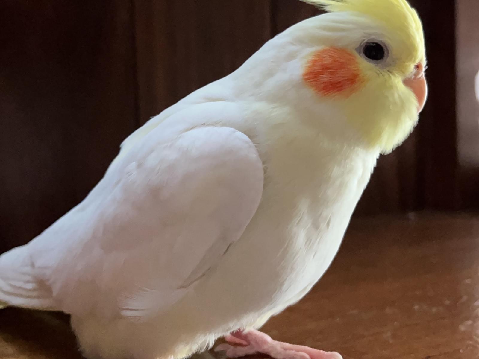 ぺいちゃん ぺいちゃん