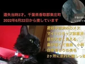 特徴的な鍵しっぽ。長毛の黒猫メスを探しています!【千葉県香取郡東庄町】