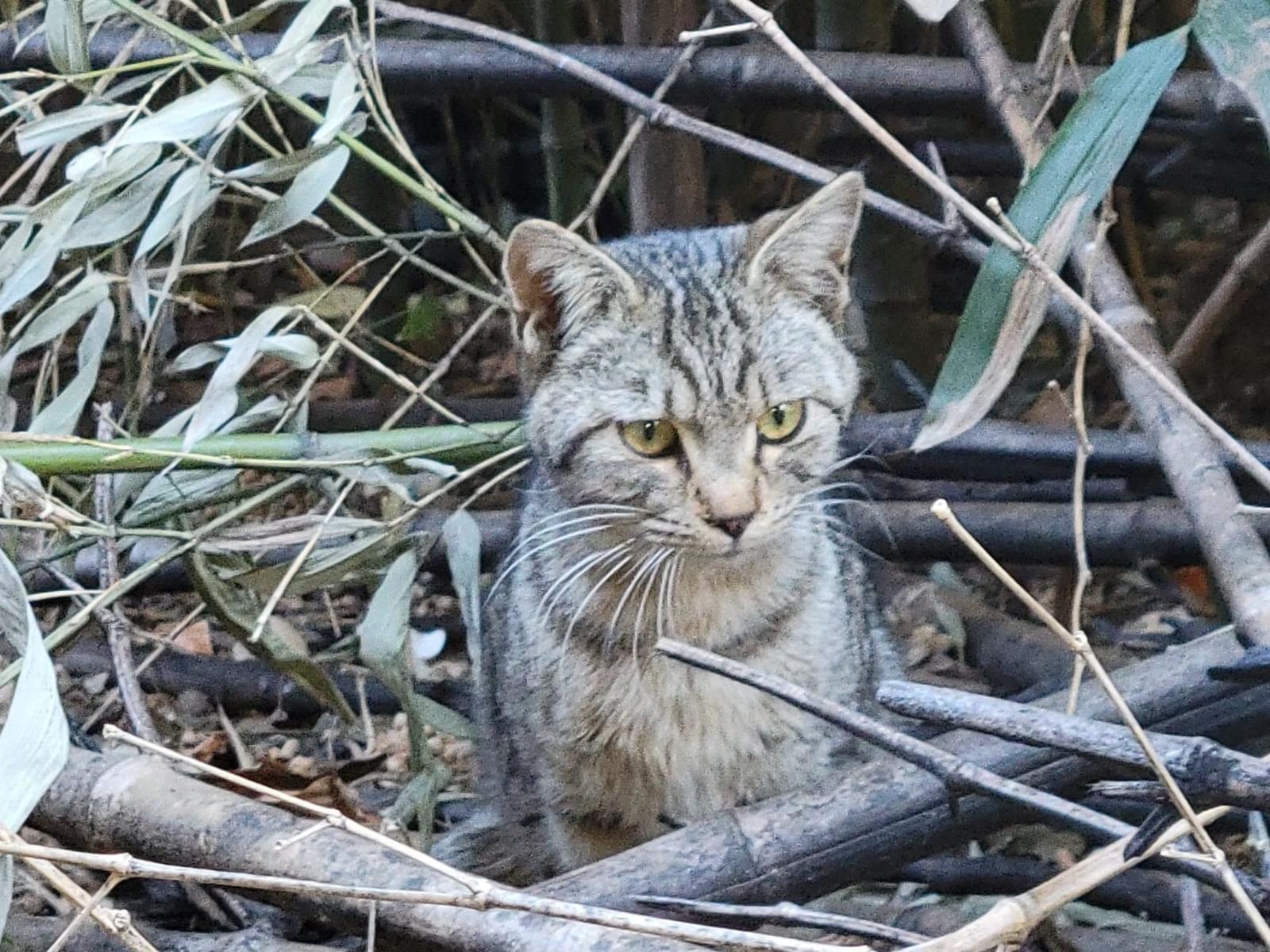 目撃された猫 目撃された猫