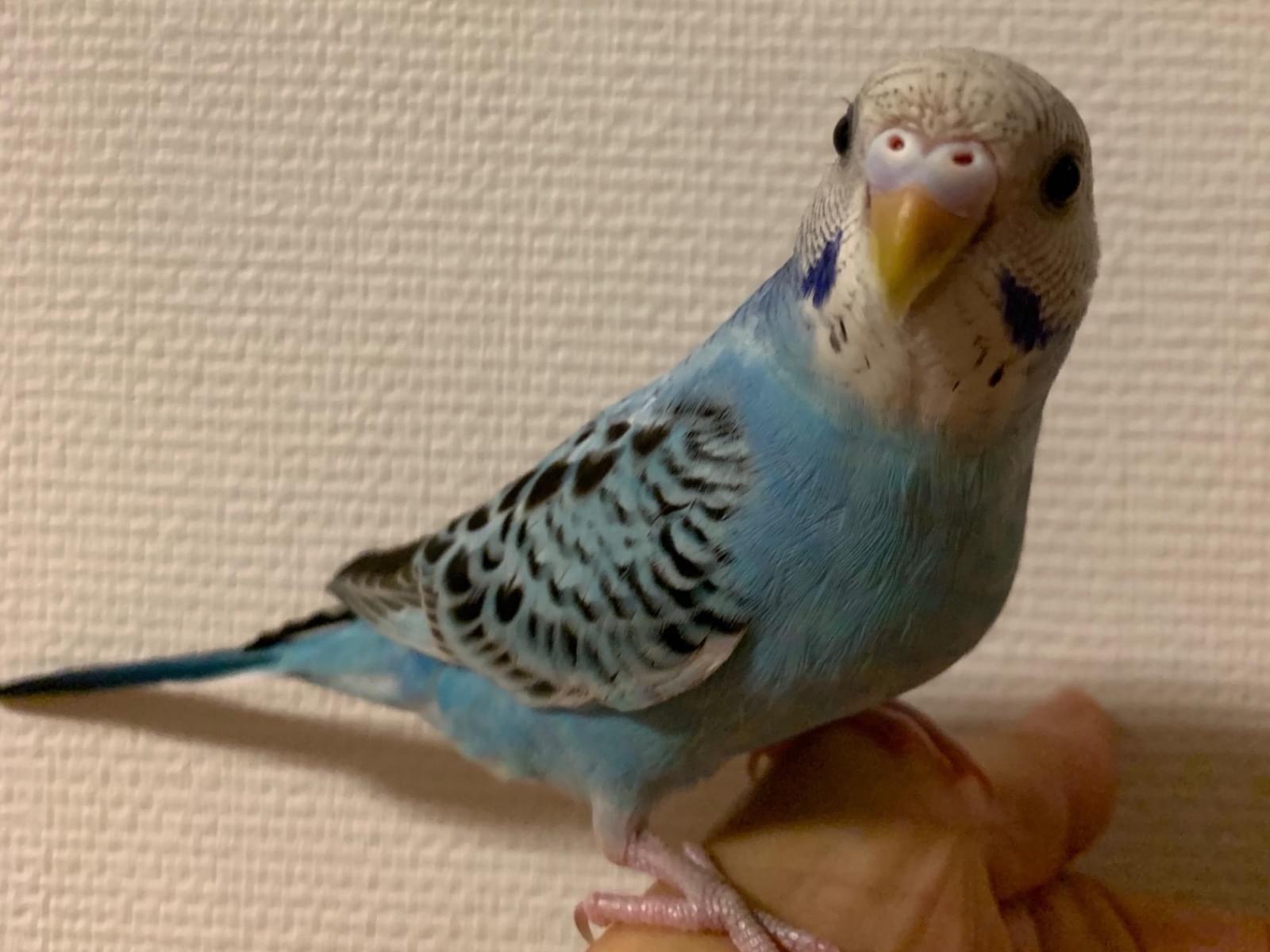 ポポちゃん ポポちゃん