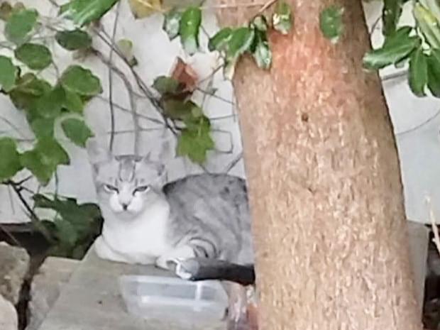 保護猫ちゃん 保護猫ちゃん