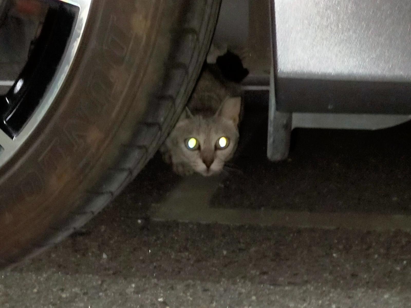 目撃された猫 目撃された猫