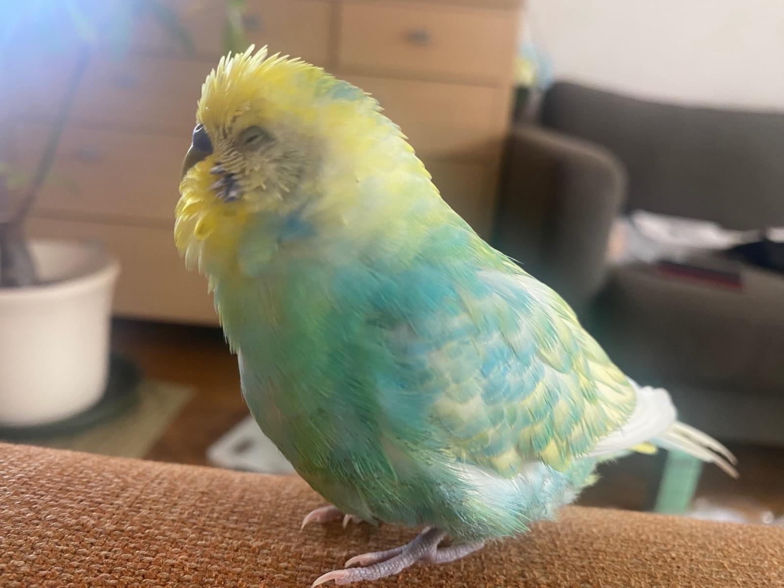 ホタルちゃん ホタルちゃん