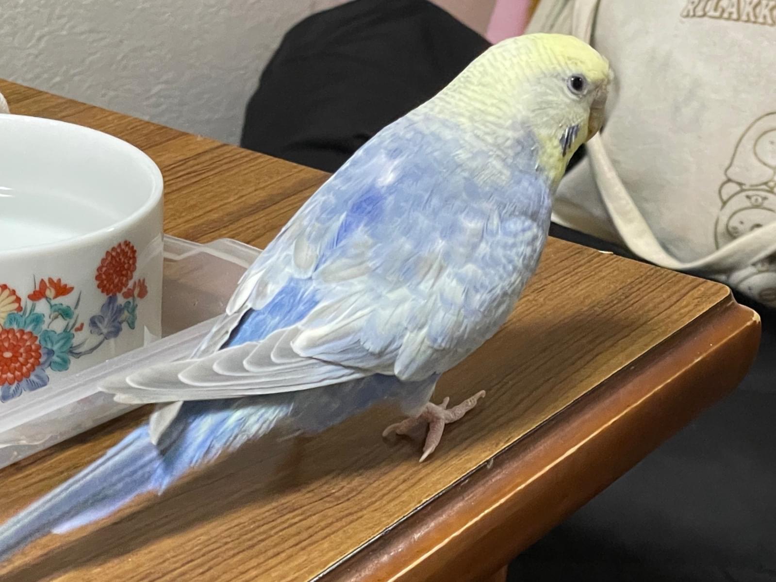 てんちゃん てんちゃん