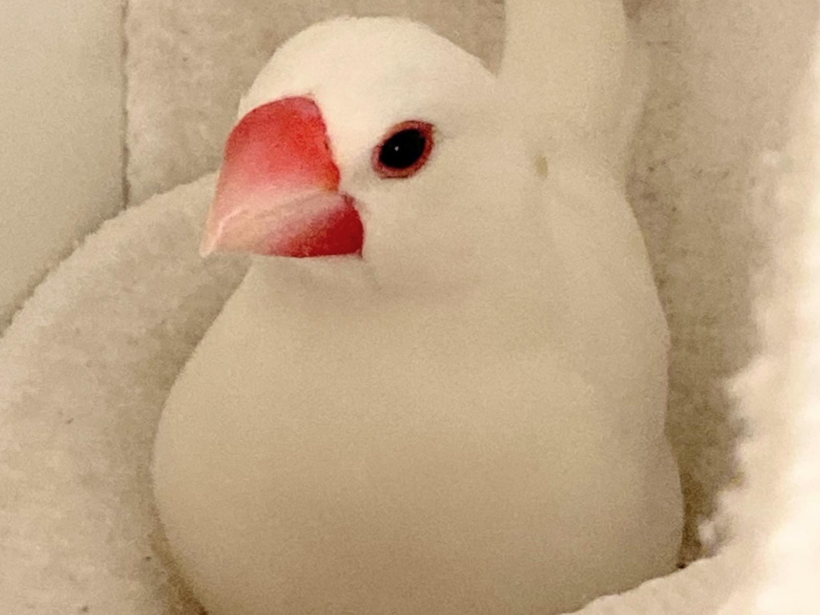 ぴーちゃん ぴーちゃん