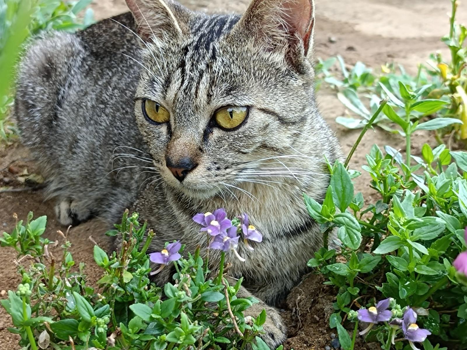 保護された猫 保護された猫