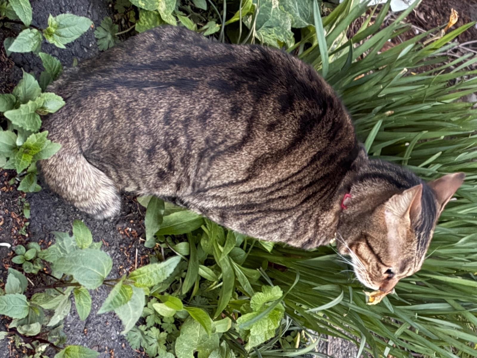 目撃された猫