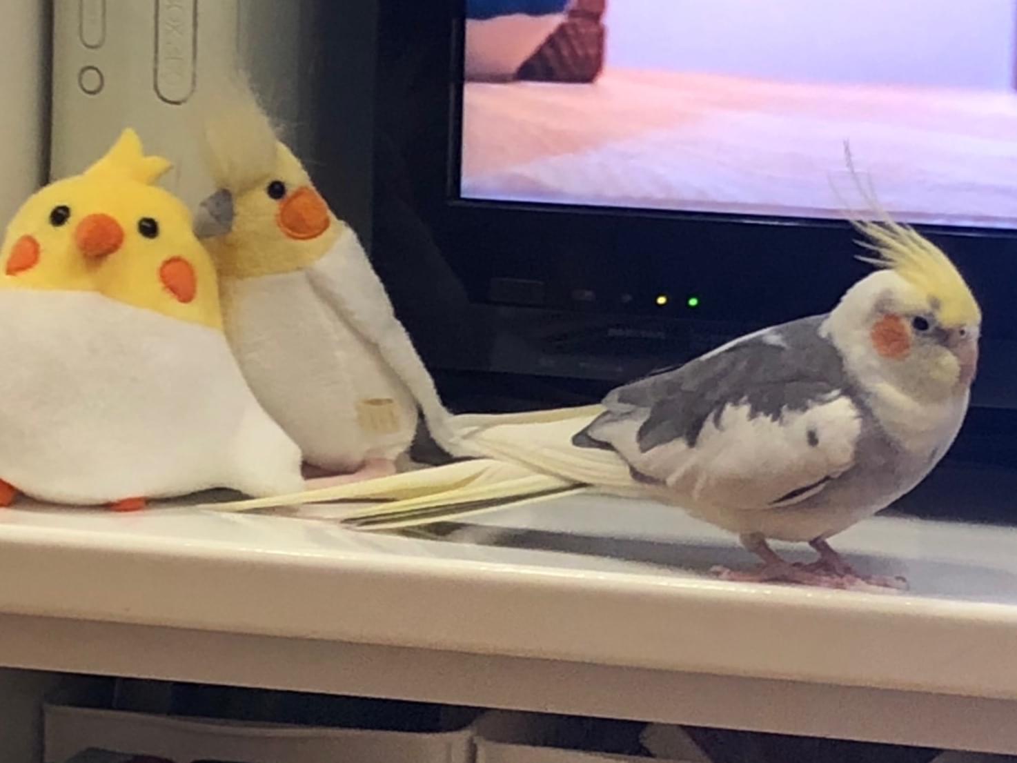 こうちゃん こうちゃん