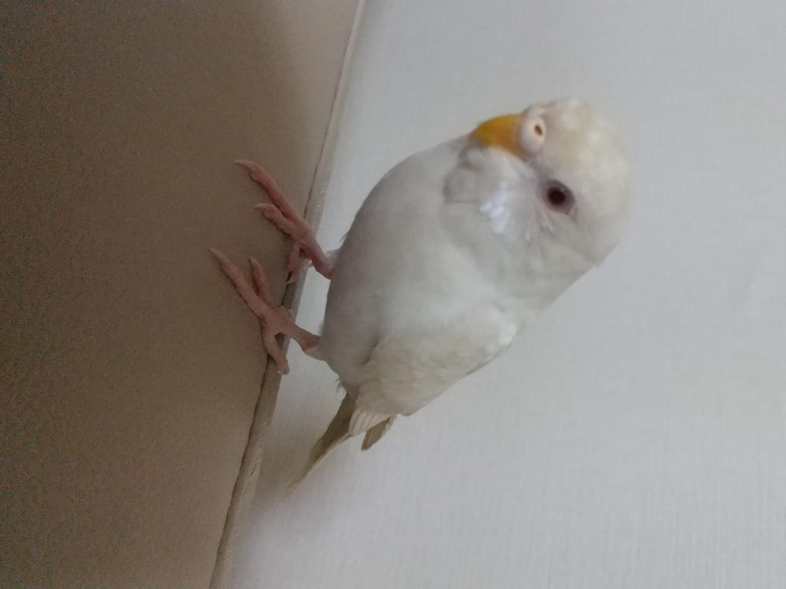 ピーちゃん ピーちゃん