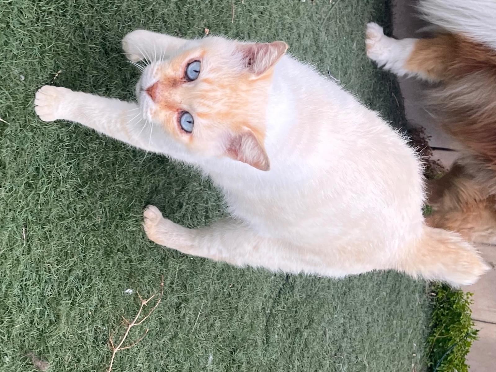 保護された猫 保護された猫