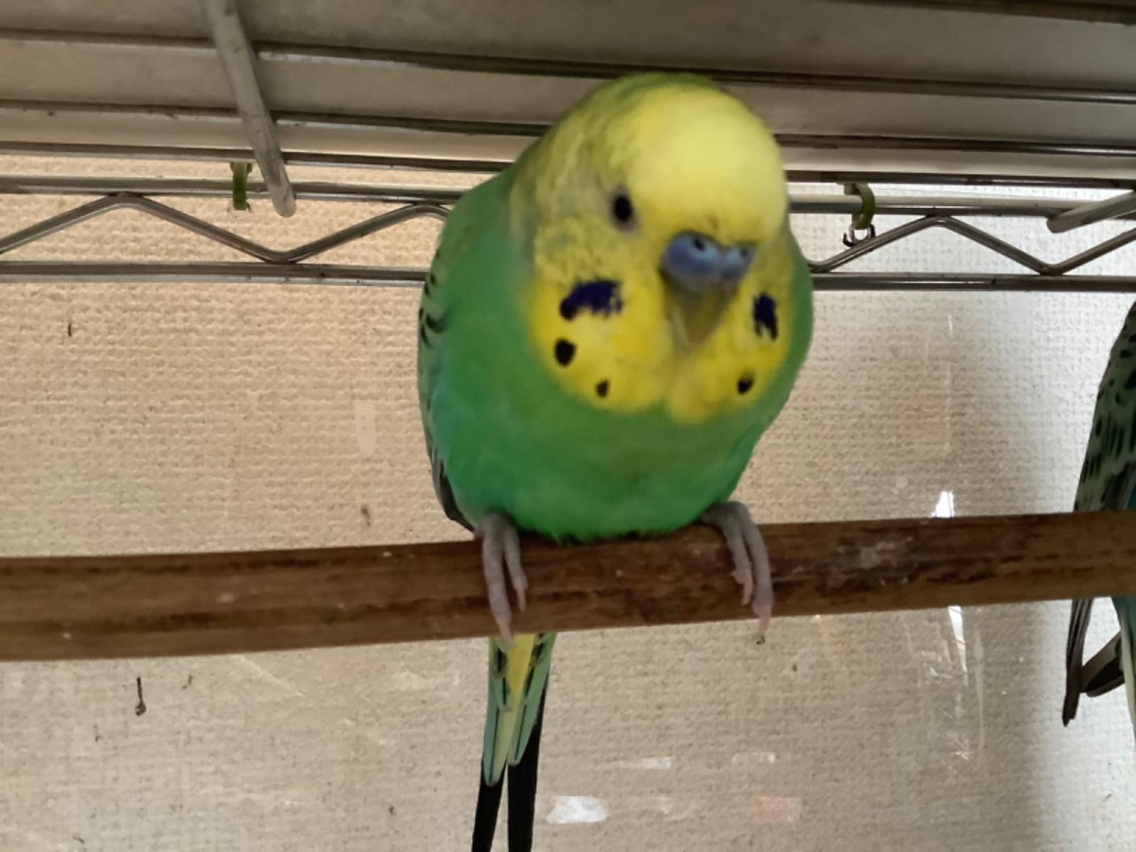 チャッピーちゃん チャッピーちゃん