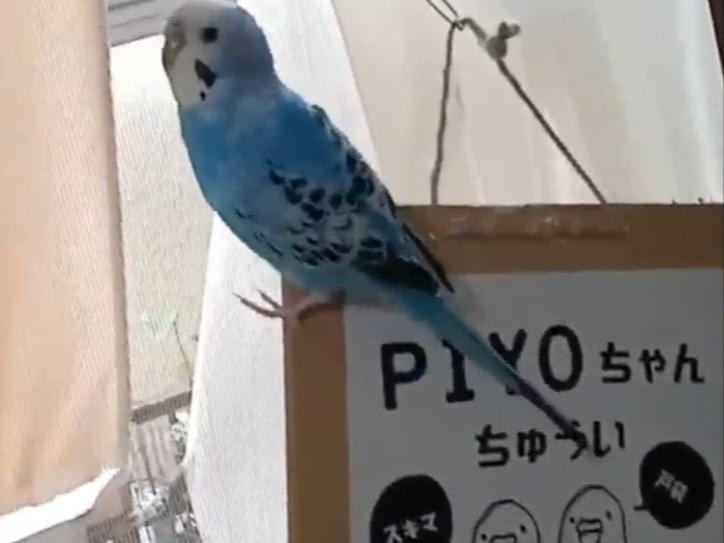 青ピーちゃん 青ピーちゃん
