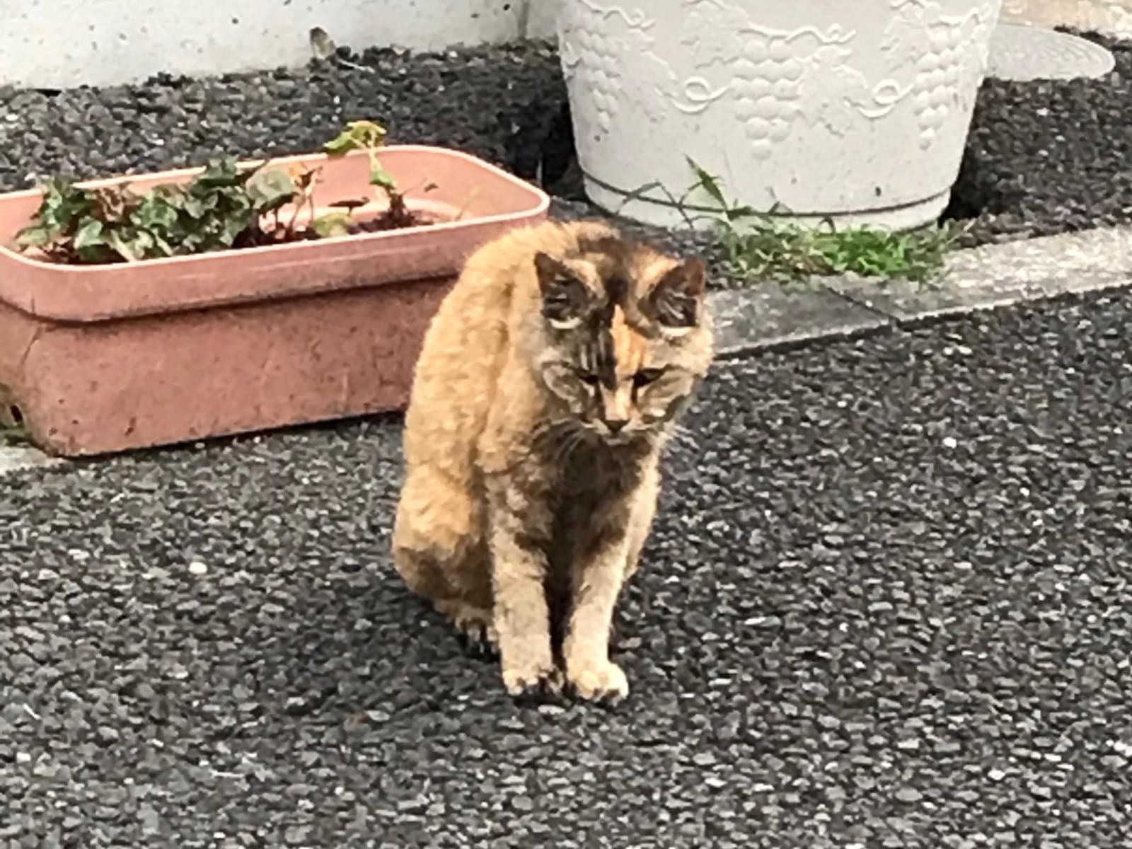 目撃された猫 目撃された猫