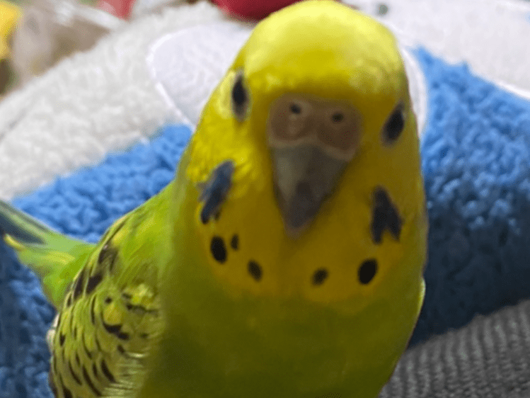 ピーちゃん ピーちゃん