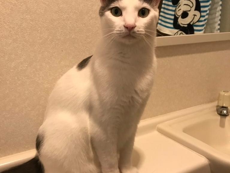 ふわりちゃん ふわりちゃん