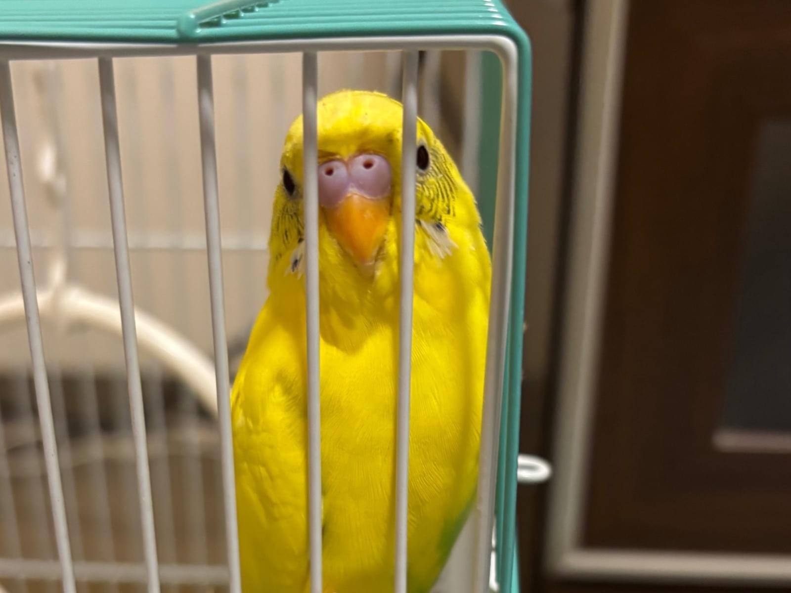 保護された鳥