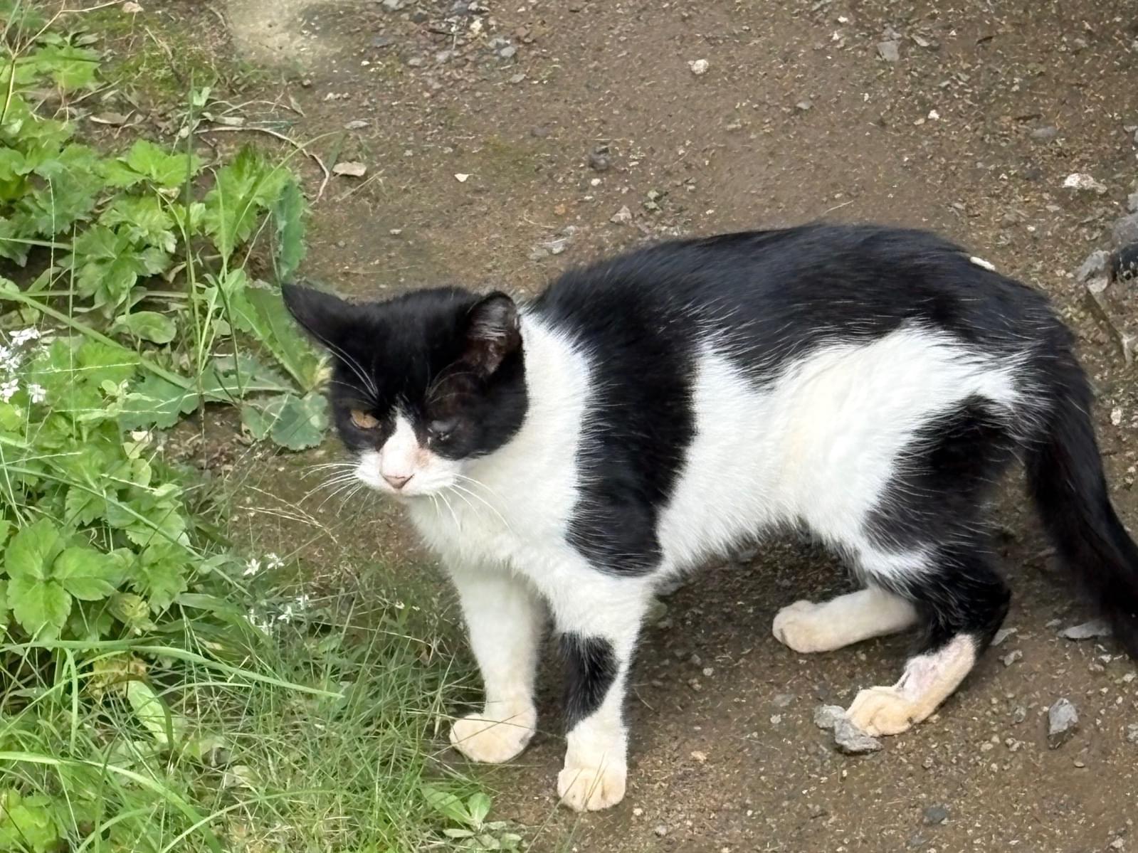 目撃された猫 目撃された猫