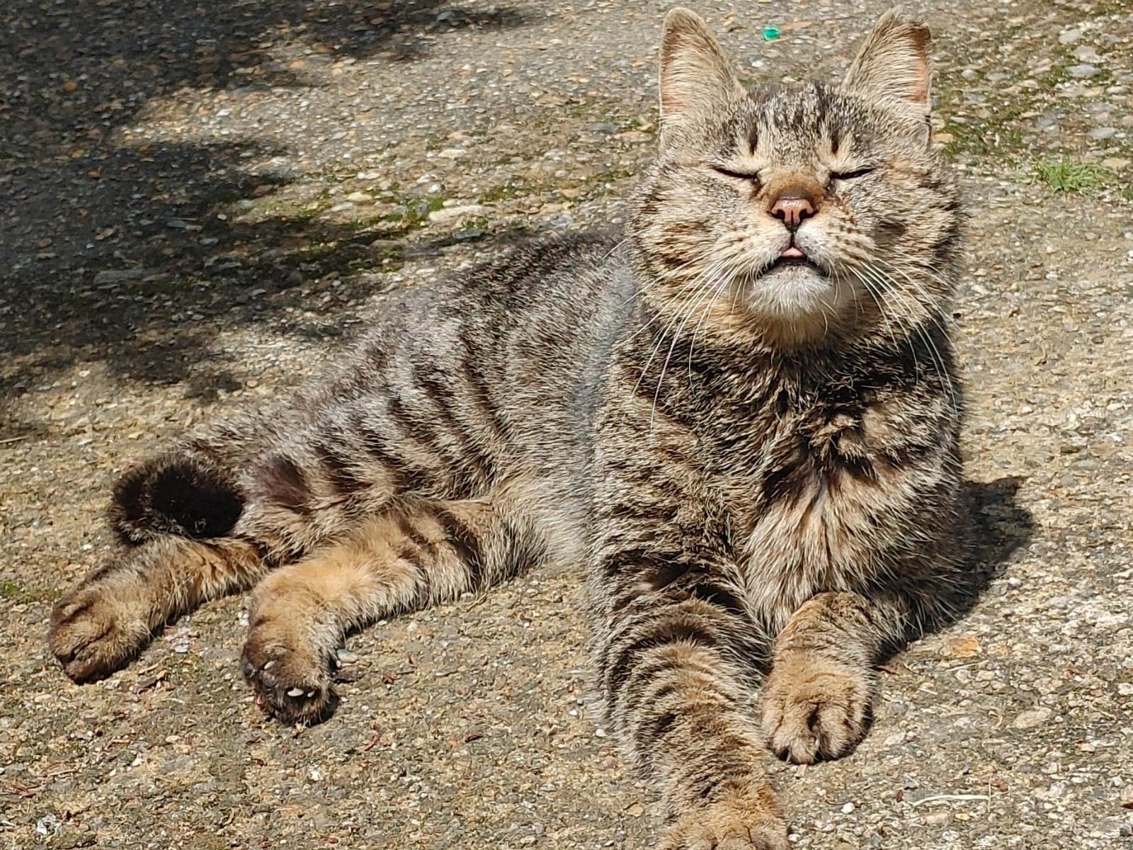 目撃された猫 目撃された猫