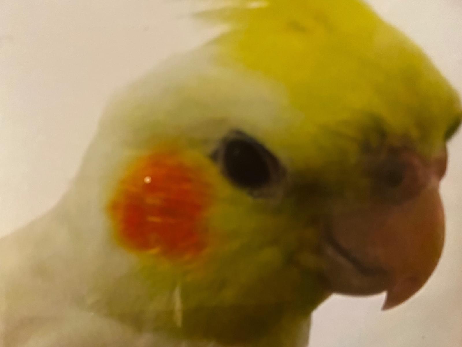 ポコちゃん ポコちゃん