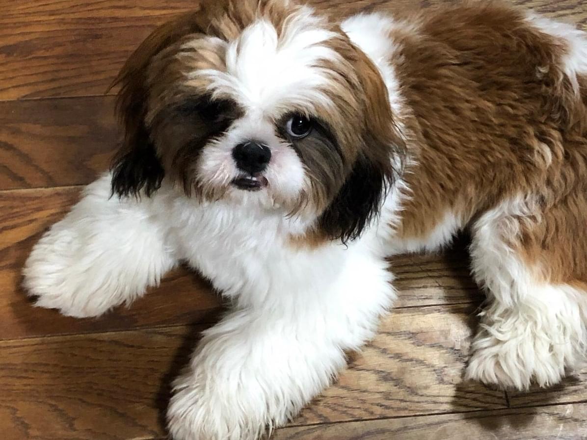 保護された犬 保護された犬