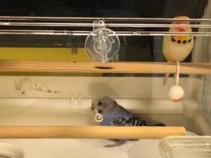 保護された鳥 保護された鳥