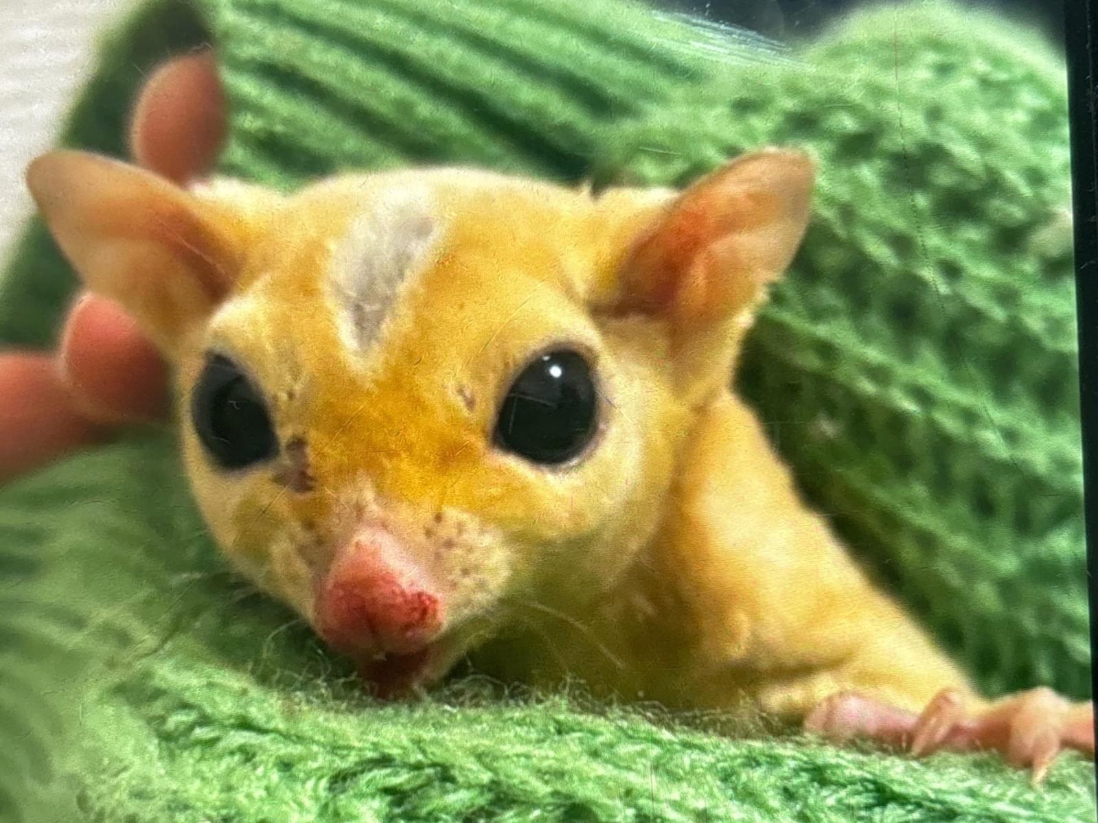 保護されたペット 保護されたペット