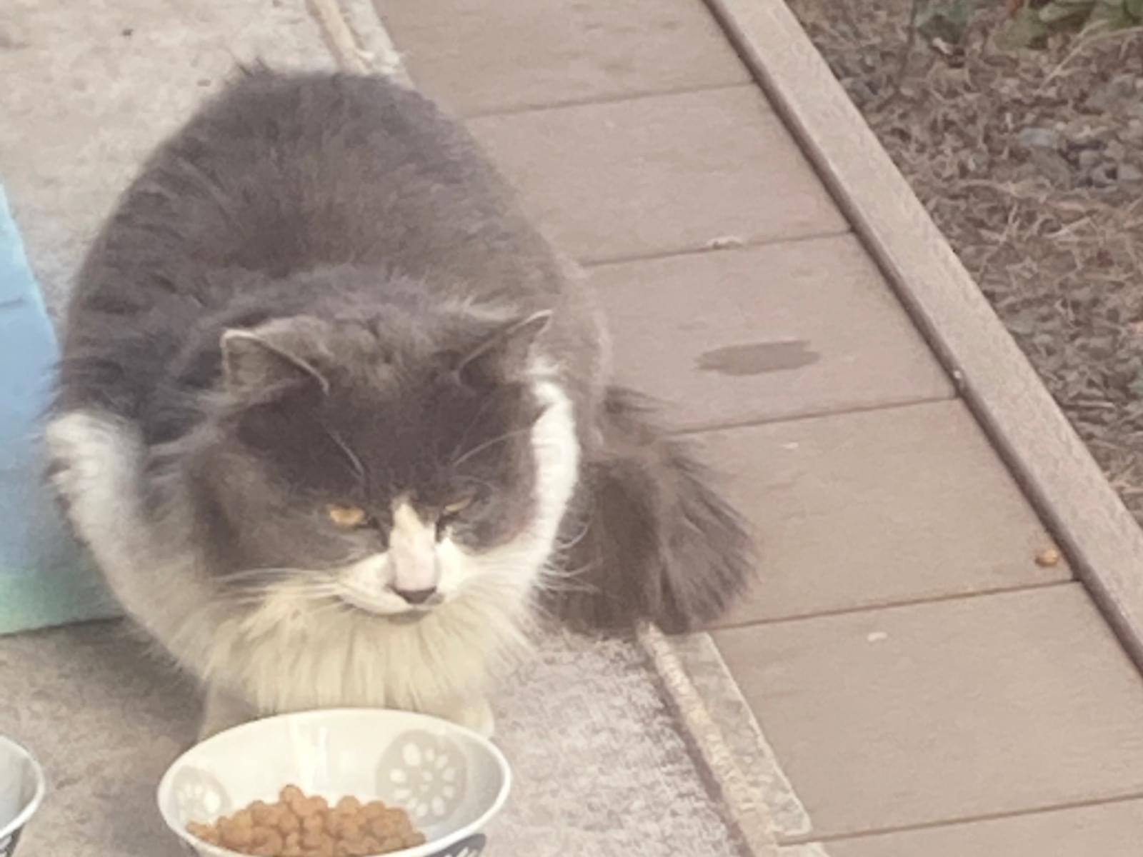 目撃された猫 目撃された猫