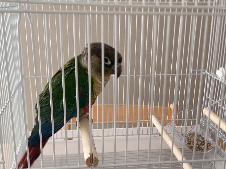保護された鳥 保護された鳥