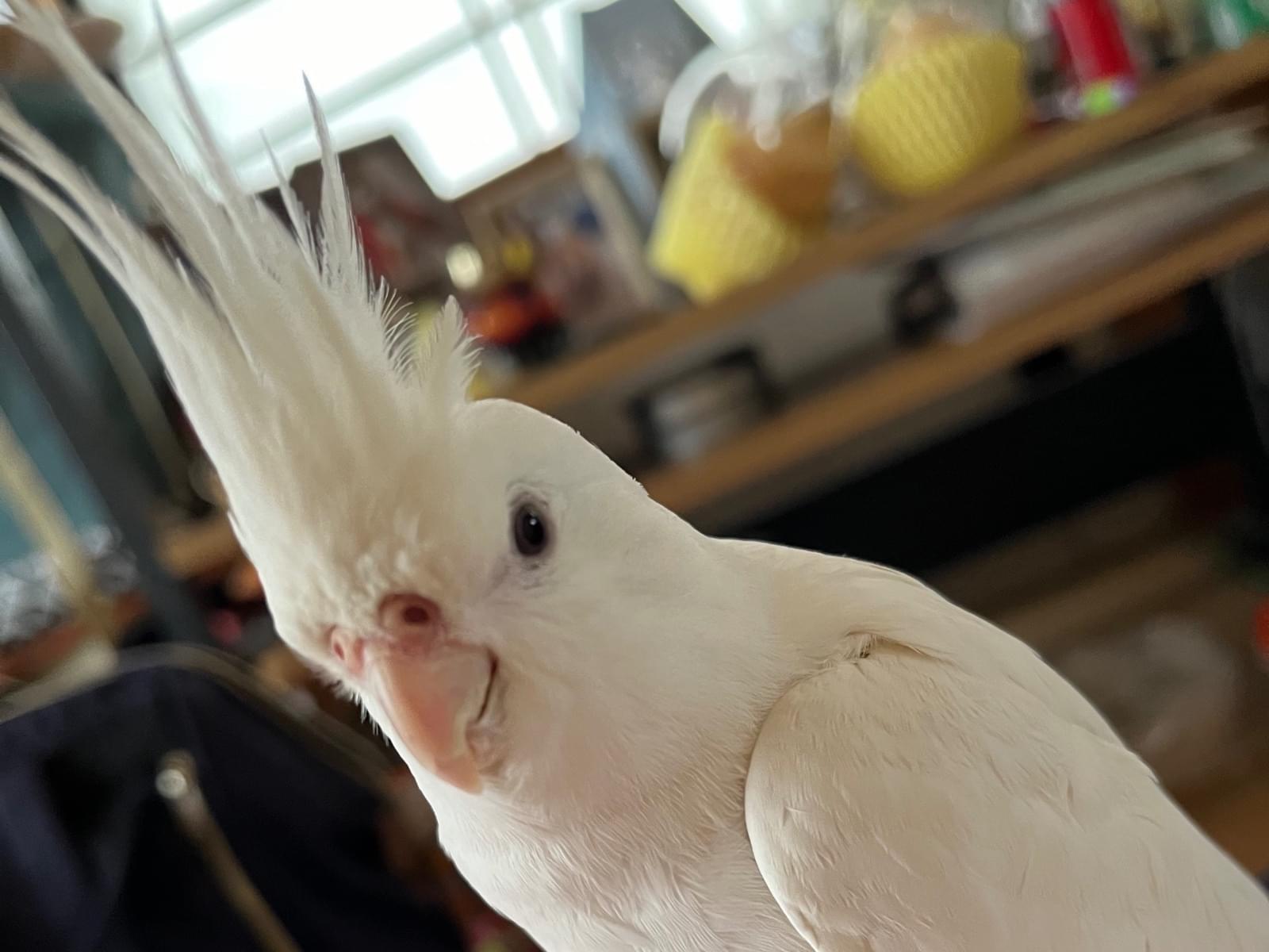 たまちゃん たまちゃん