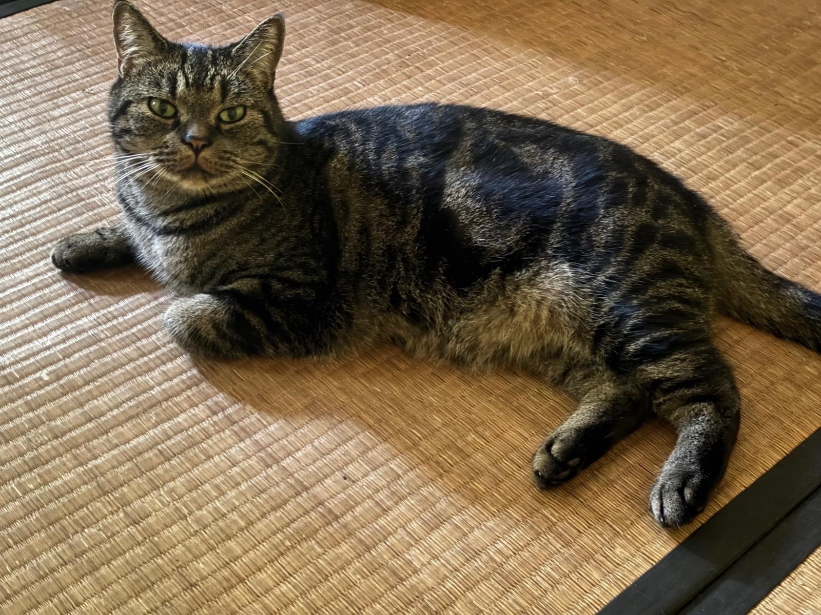 かいとちゃん