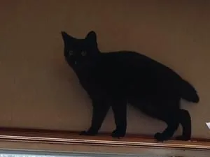 右耳さくらカットの黒猫です