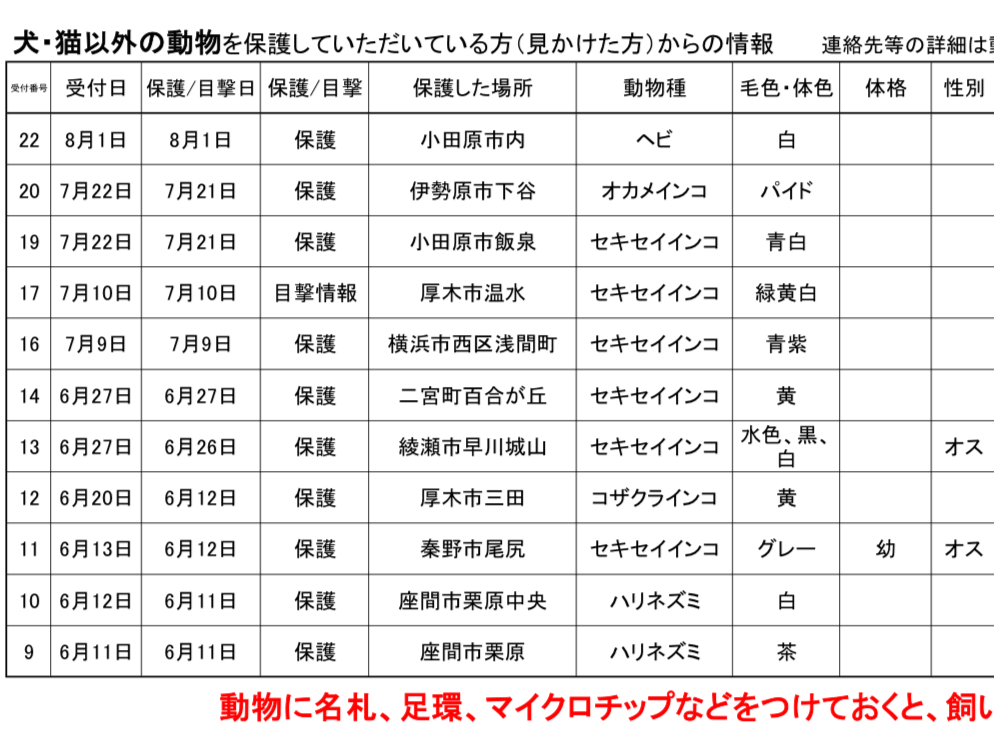 目撃された鳥 目撃された鳥