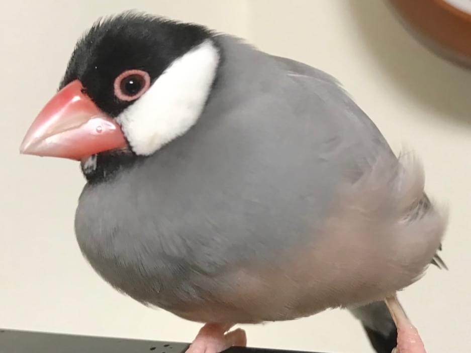 ぶんちゃん ぶんちゃん