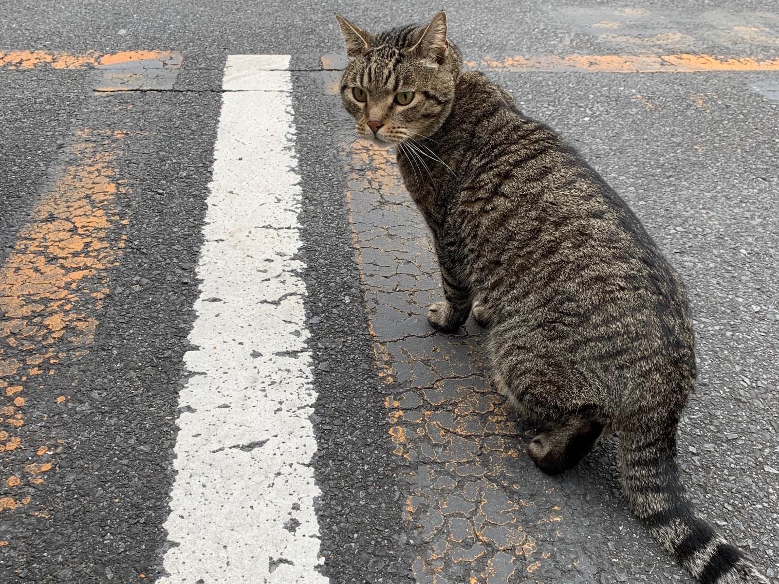 目撃された猫 目撃された猫