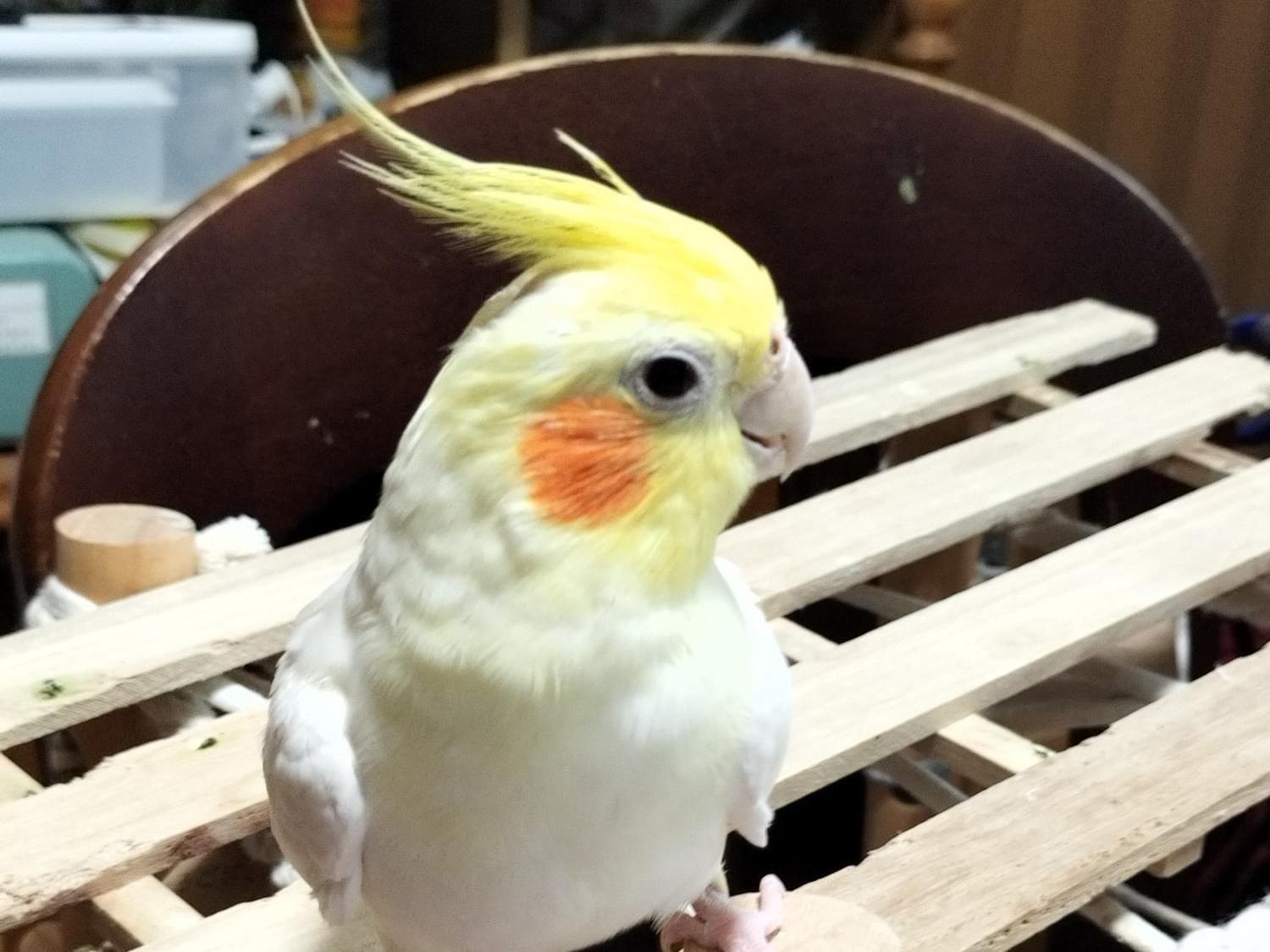 ミルクちゃん ミルクちゃん