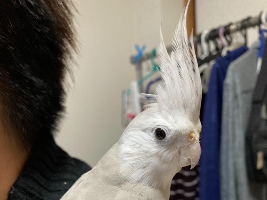 しずかちゃん しずかちゃん