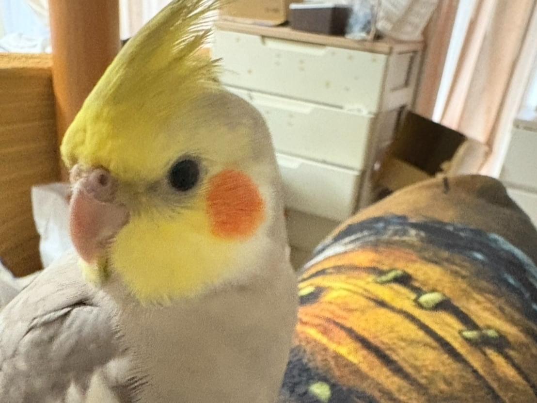 わらびちゃん わらびちゃん