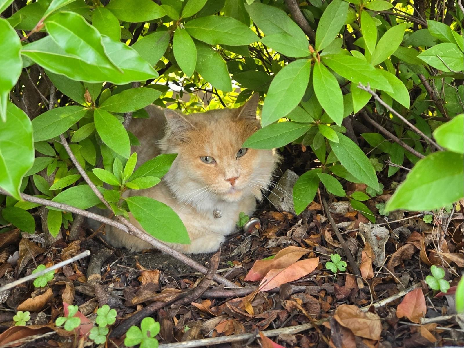 目撃された猫