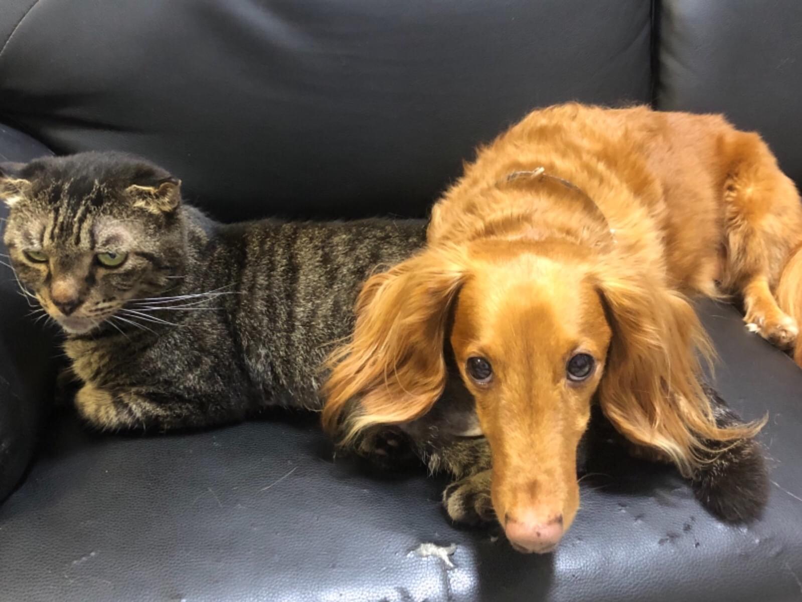 保護された猫 保護された猫