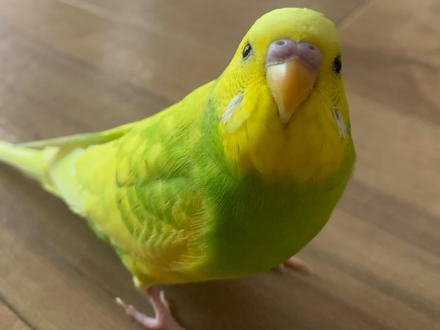 トゥモローちゃん トゥモローちゃん