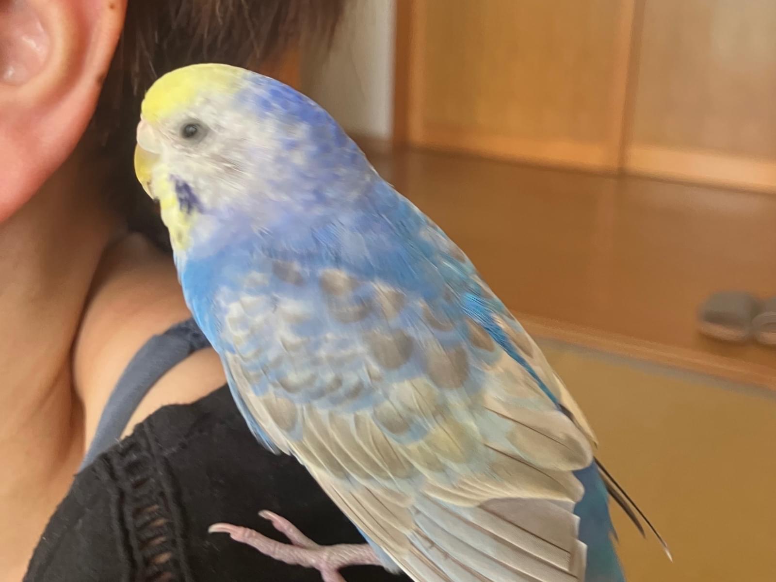 はるちゃん はるちゃん